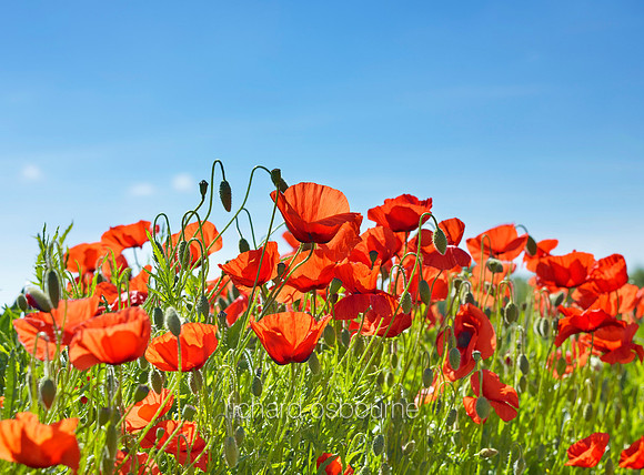 V8W44  Poppies, High Summer, Norfolk, UK