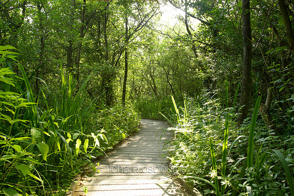 L1N22 Ranworth Broad I
