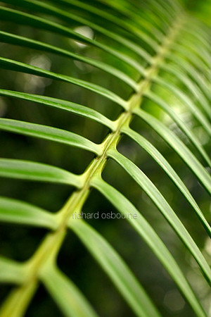 V5D30  Lepidozamia hopei