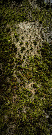 V15T6  Ash Tree Bark