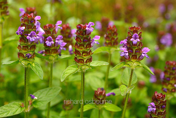 V5W29  Selfheal Wildflowers