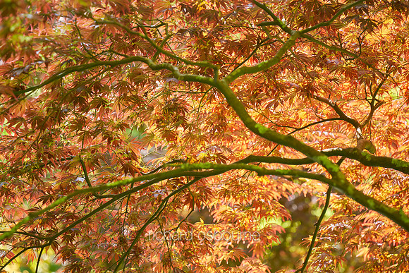V19BL1  Japanese Acer