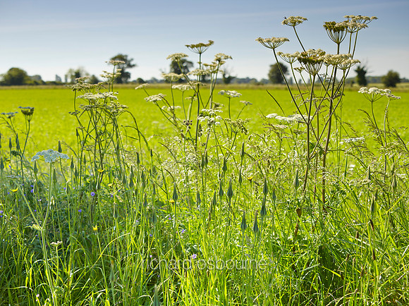V8W42  Roadside Wildflowers, Norfolk, UK