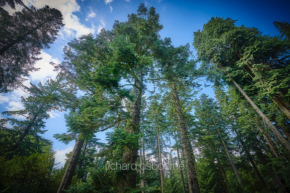 V14F5  Douglas Firs