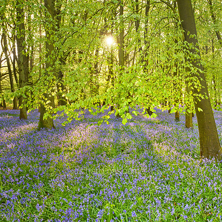 V12F7  Bluebells, Dockey Wood, Buckinghamshire, UK