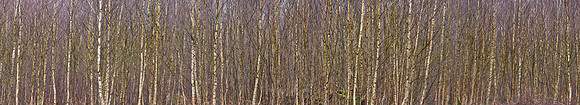 P5F1  Silver Birches