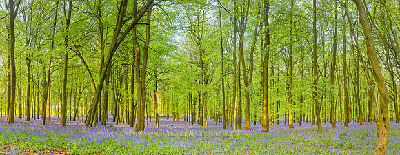 P4F20  Bluebells, Dockey Wood, Buckinghamshire, UK
