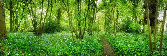 P4F17  Spring, Lower Wood, Ashwellthorpe, Norfolk, UK