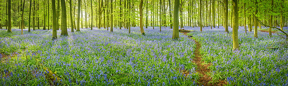 P4F18  Bluebells, Crawley Wood, Buckinghamshire, UK