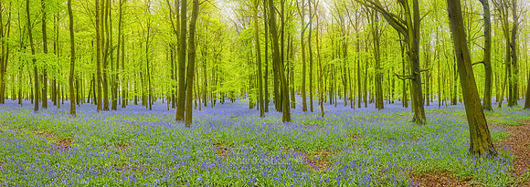 P4F19  Bluebells, Dockey Wood, Buckinghamshire, UK