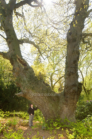 V4F11 Pollarded Oak II, Thursford Wood