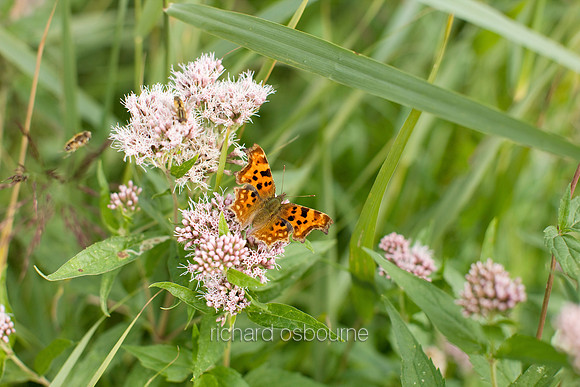 Comma Butterfly, Upton Broad and Marshes, Norfolk Broads, UK