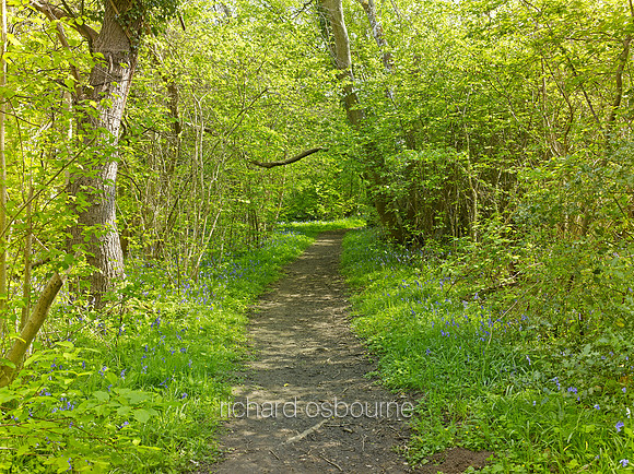 V8F6  NWT Wayland Wood, Norfolk, UK