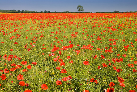 L1L18 Poppies