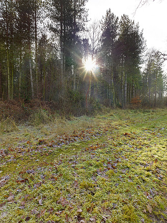 V8N18  NWT Bretts Wood, Norfolk, UK