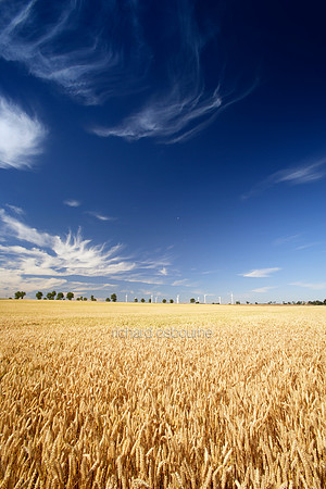 L1N13 Wheat Fields and Wind Turbines