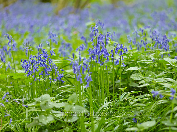 V8W11  Bluebells, NWT Wayland Wood, Norfolk, UK