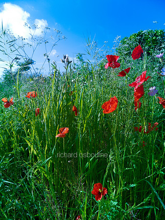 V6W8  Poppies, Tasburgh, Norfolk, UK