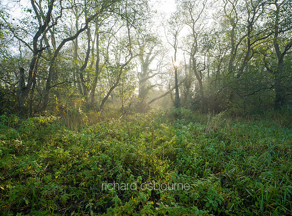 V5N49  Winter, Upton Broad and Marshes, Norfolk, UK