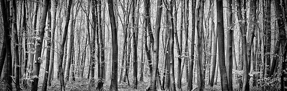 V14T150  Forest Patterns