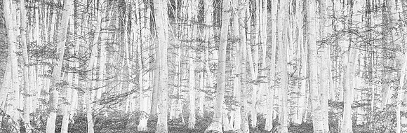 V14T154  Forest Patterns