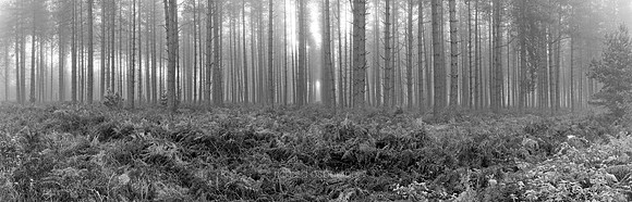 V14T151  Forest Patterns