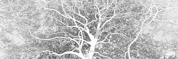 V14T153  Forest Patterns