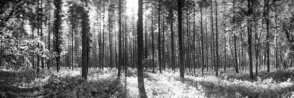 V14T152  Forest Patterns
