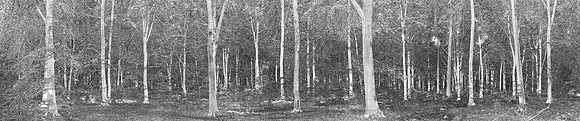 V14T155  Forest Patterns