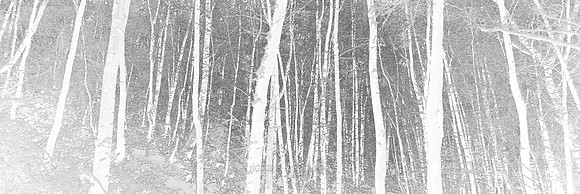 V14T156  Forest Patterns