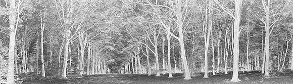 V14T157  Forest Patterns