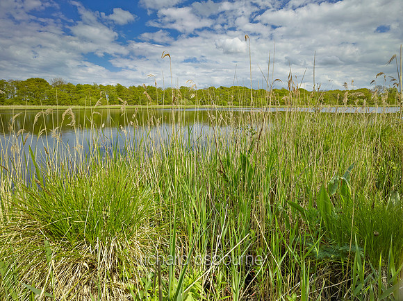 NWT Alderfen Broad, Norfolk, UK