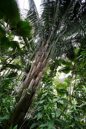 L1MT13 Chilean Wine Palm