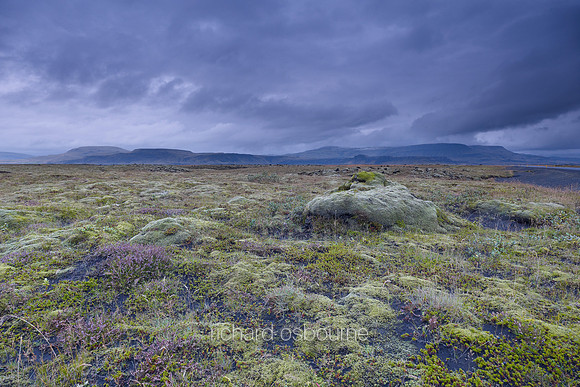V6L46  Icelandic Moss and Heather, Iceland