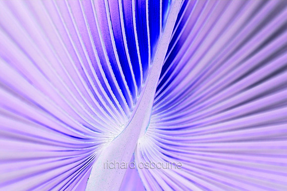 V5A22  Tropical Plant Abstract