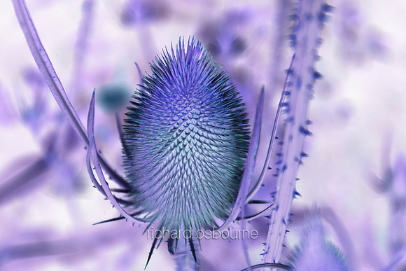 V5A5  Teasel I