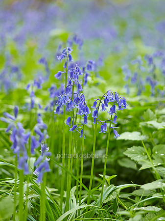 V8W12  Bluebells, NWT Wayland Wood, Norfolk, UK