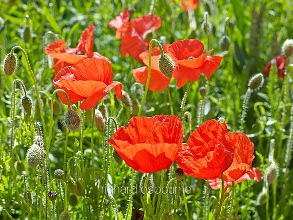 V8W43  Poppies, High Summer, Norfolk, UK