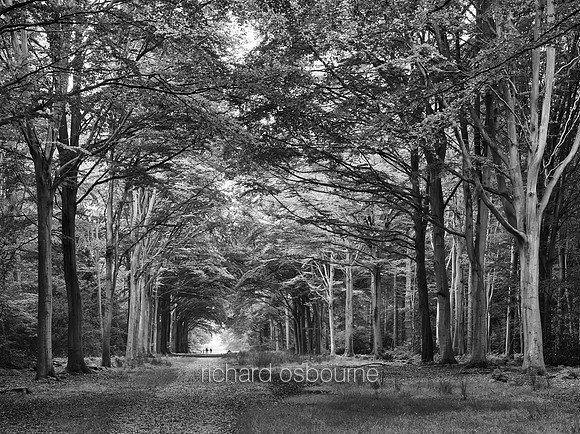 V9MF3  Fellbrigg Great Wood, Norfolk, UK