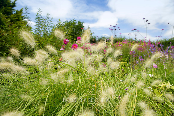 L1G12 Grasses