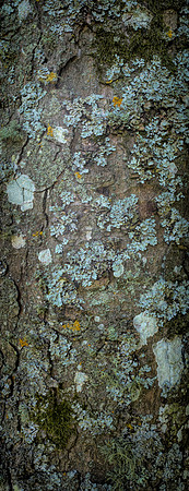 V15T5  Sycamore Tree Bark