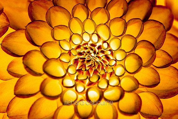 V1A4  Dahlia