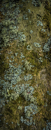 V15T2  Sycamore Tree Bark