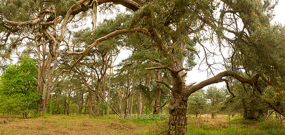 V5F23  Scots Pines, NWT East Wretham Heath, Norfolk, UK