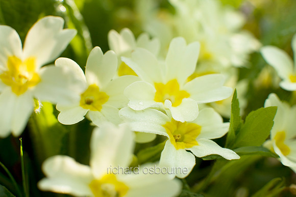 V3W32 Primroses II