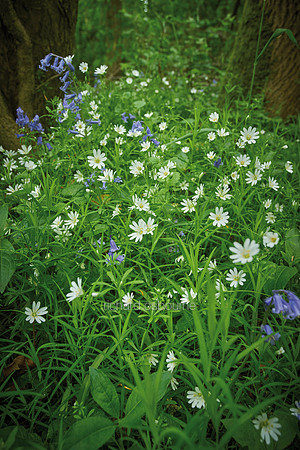 V12W1  Bluebells and Greater Stitchwort, Lower Wood, Ashwellthorpe, Norfolk, UK