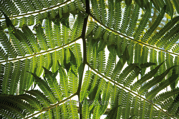 V12D2  Tree Fern Leaves