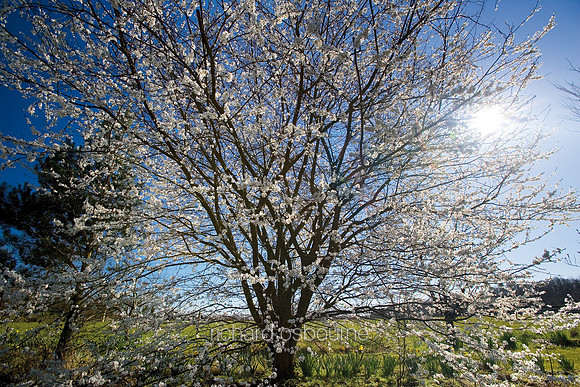 V3F22  Plum Tree In Blossom