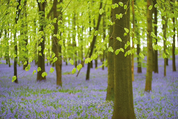 V12F1  Bluebells, Dockey Wood, Buckinghamshire, UK