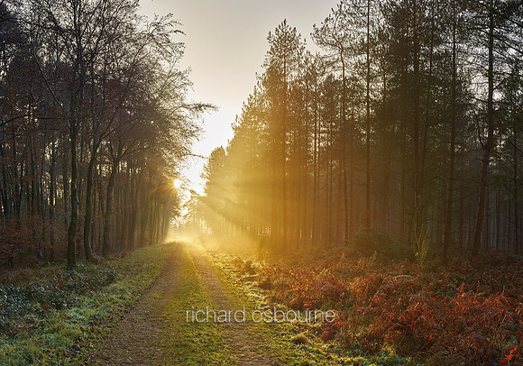 P4F15  Winter Sunset, Thetford Forest, Norfolk, UK